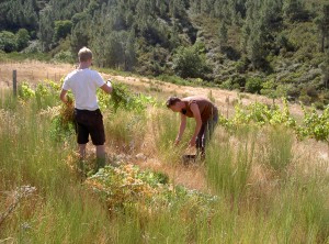 Collecting grasses