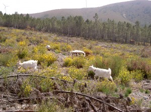 springtime goat