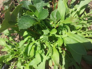 Sheep sorrel