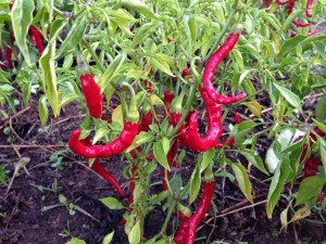 Chillies