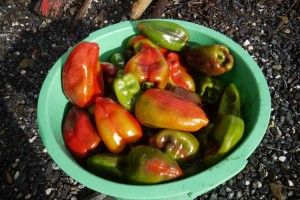 Peppers 