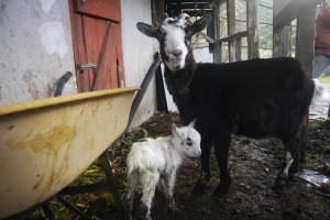 goat kid and mum