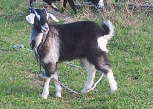 Billy goat