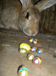 Easter bunny at Casalinho