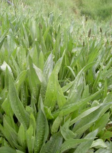 Plantain - Casalinho