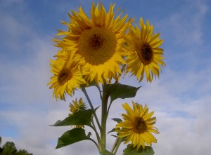 Sunflower