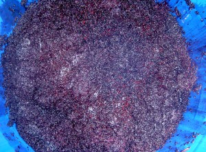 Fermenting elderberries