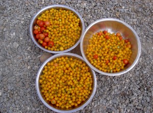 Yellow cherry tomatoes