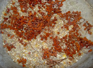 Dried rowan beries