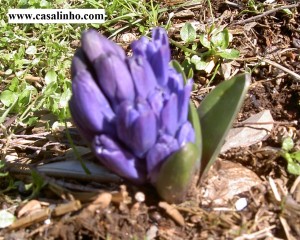 Hyacinth