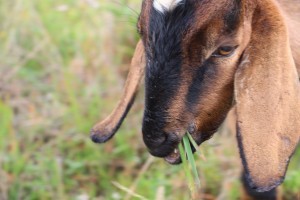 Goat postcard