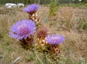 Cardoon postcard