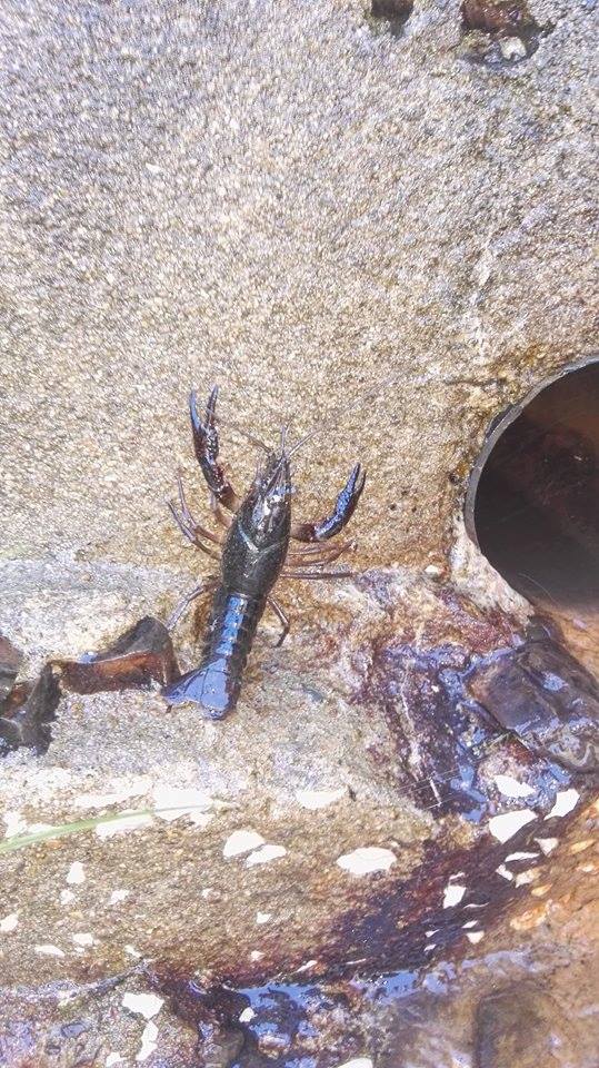 crayfish