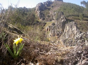 Spring flowers