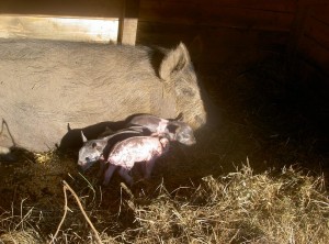 Piglets 2