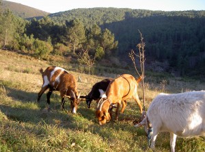 goats orchard