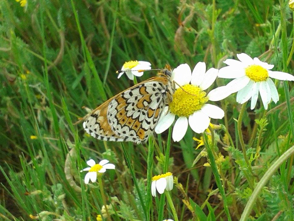 Glanville fritillary Melitaea cinxia