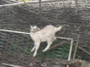 Stuck goat