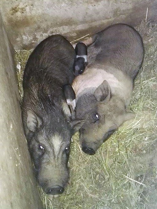 Vietnamese pot belly pig family