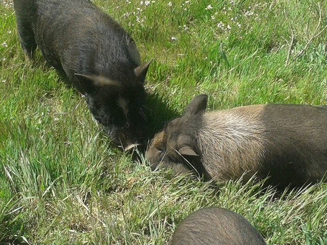 Pot belly pigs